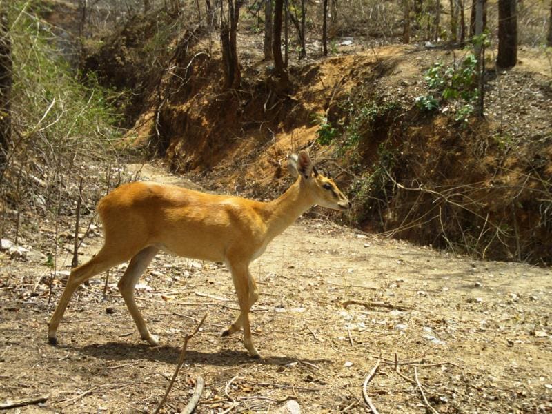 Spotted: Three most rare species in Palamu tiger reserve - Hindustan Times Spotted: Three most rare species in Palamu tiger reserve - Hindustan Times