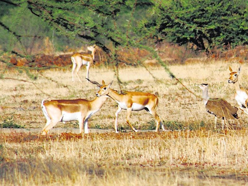 State to conduct its first Blackbuck, Great Indian Bustard count this year Mumbai news