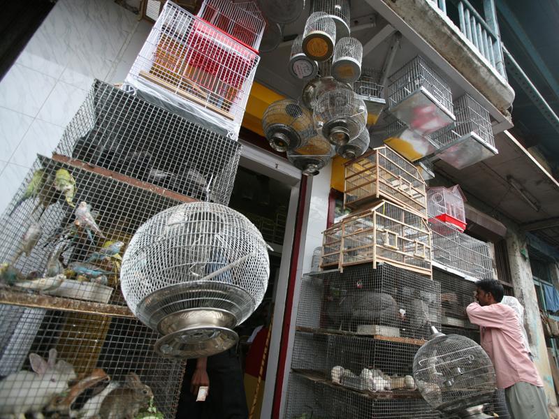 Bombay Hc Issues Notice To Govt Over Ban On Sale Of Animals Hindustan Times In 1840 the society's work was held in such high regard by queen victoria that she granted her permission for the spca to be entitled the royal society for the preventions of cruelty to animals. bombay hc issues notice to govt over