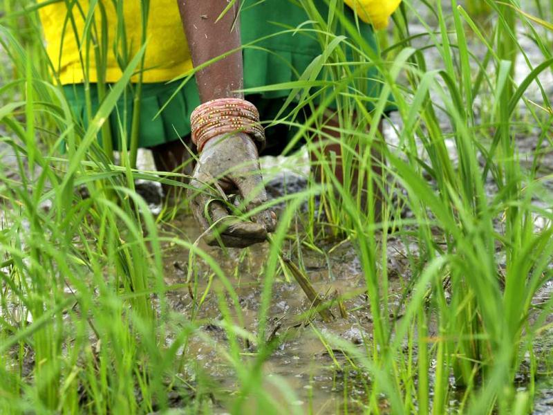 Sentences on banana picture