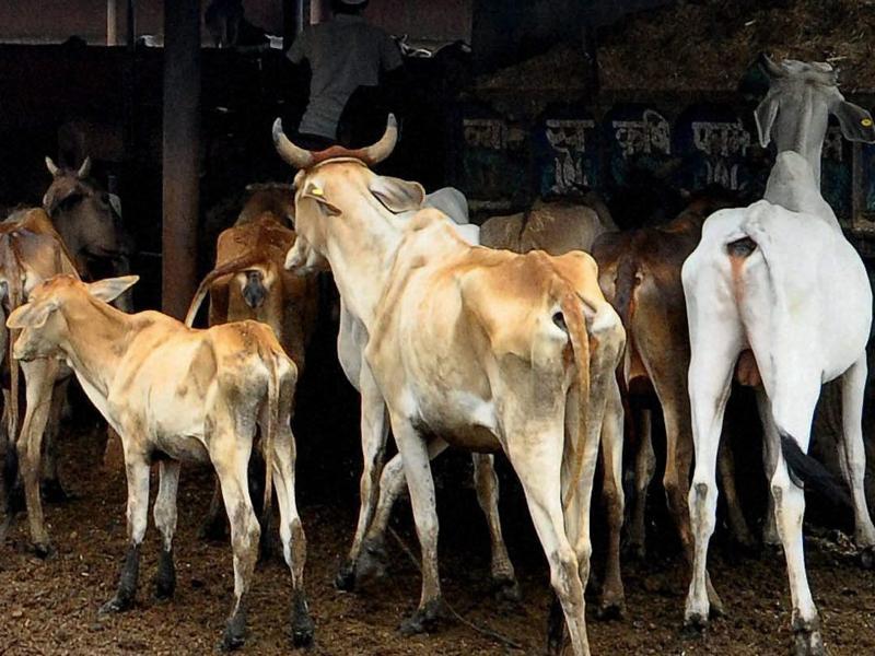 Udupi Cow vigilantes kill BJP worker carrying cattle in vehicle