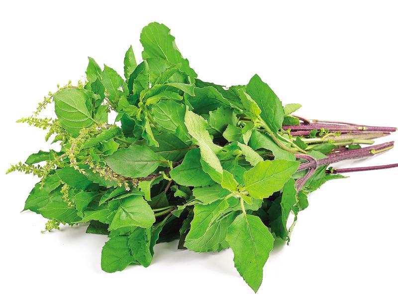 Seasonal fevers and the herbs that cure them Hindustan Times