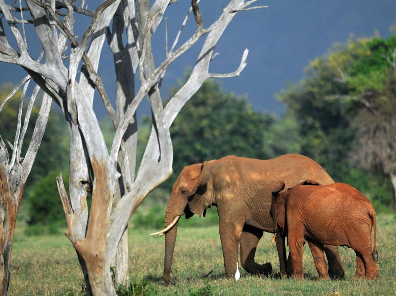 Культура животных. Кения слоны. Природа эко животные. Самые культурные животные.