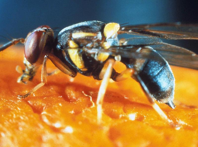 Fruit fly sperm movement to help improve fertility Mumbai news