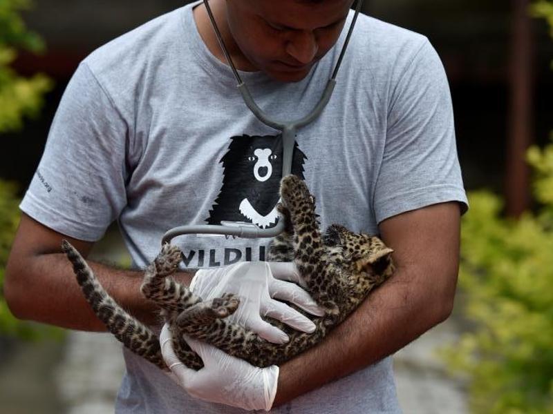 Leopard cub rescued in Maharashtra awaits reunion with mother | Mumbai news