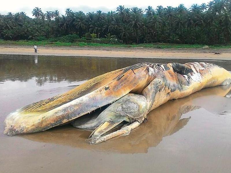 Dead blue whale washes ashore at Guhaghar beach in Maharashtra | Mumbai ...