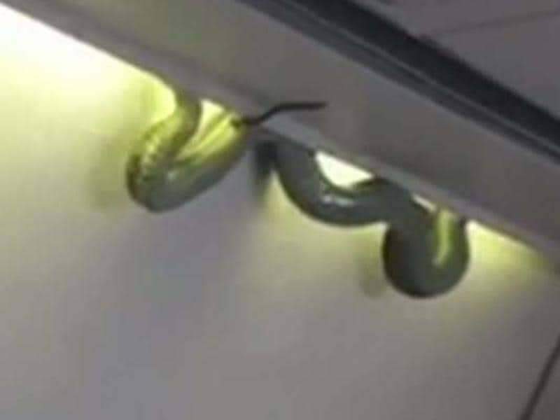 Watch Snake scare in airplane Hindustan Times