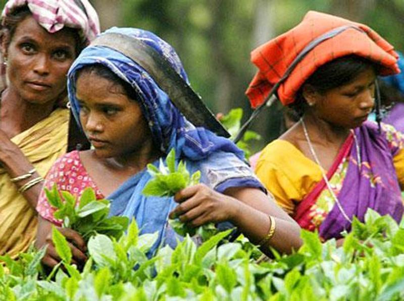 Assam Tea Planters Can Encash Salary Cheques With District Heads Latest News India Hindustan 2005