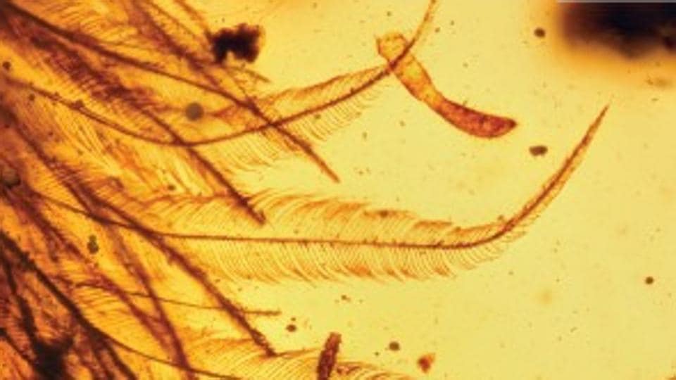 dinosaur tail preserved in amber