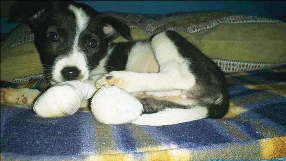 Debating the positives and negatives of having stray dogs and pups around |  Latest News Delhi - Hindustan Times