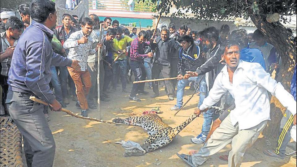 Man, animal conflict on the rise over living space | Latest News India - Hindustan Times Man, animal conflict on the rise over living space | Latest News India - Hindustan Times