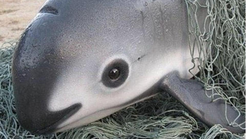 Video Shows Dramatic Dolphin Rescue by Bangladeshi Fishermen