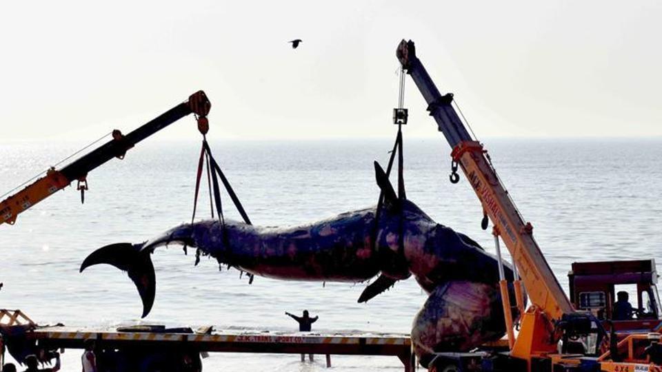 Purse seine nets for overfishing could be killing marine mammals in  Maharashtra: Experts