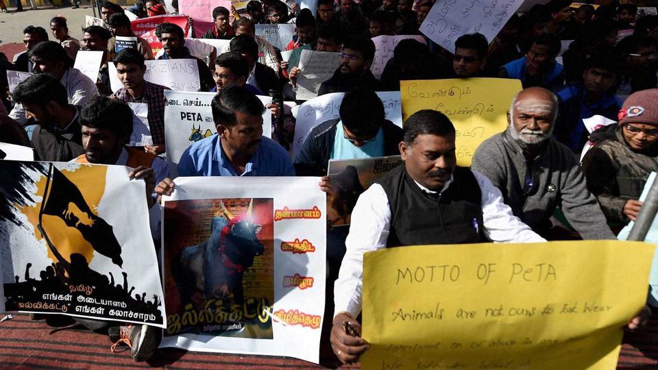 Animal rights activist face wrath of pro-Jallikattu protesters | Latest  News India - Hindustan Times