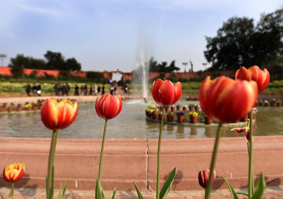 Photos Come spring and Delhi turns more beautiful with these flower