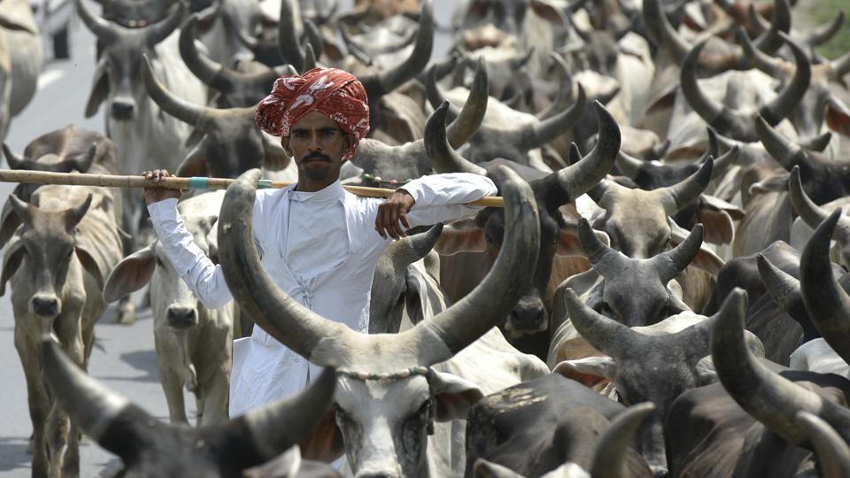 pasture land in india
