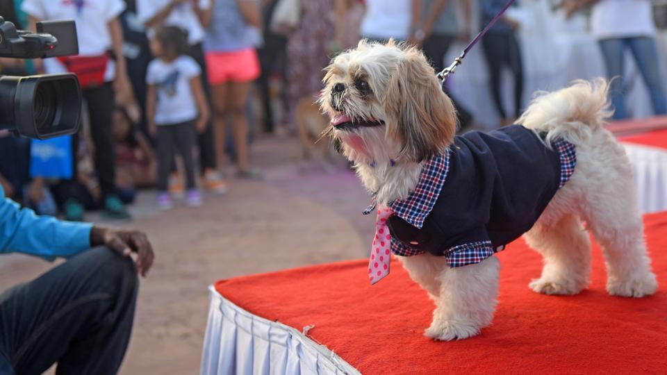 Dog carnival: Mumbai goes aww over paws | Hindustan Times
