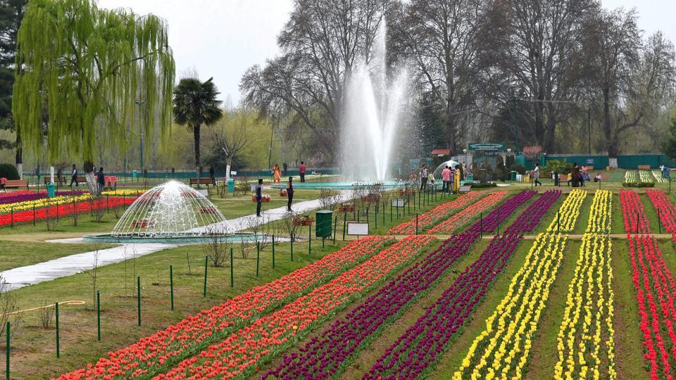 Srinagar’s Siraj Bagh, Asia’s largest tulip garden, opens for tourists