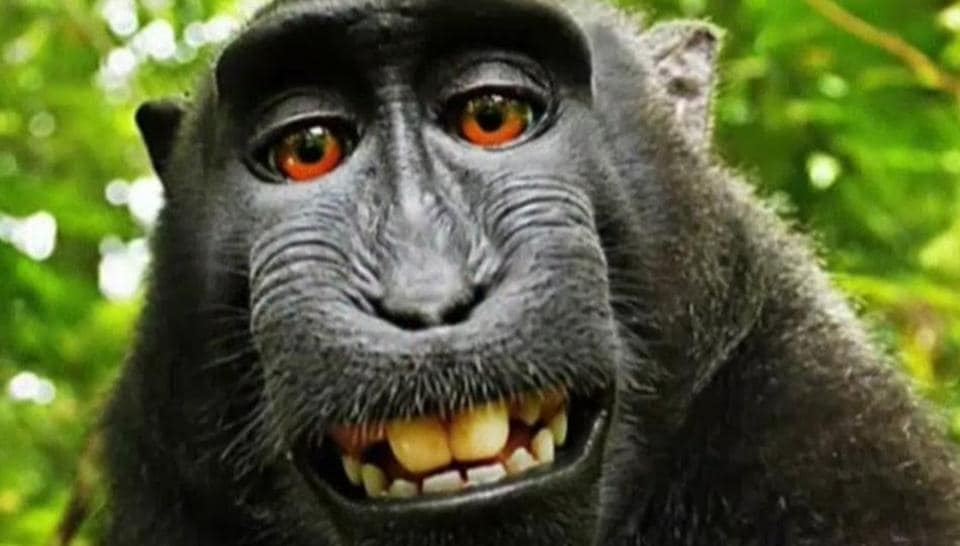 Indonesia’s ‘selfie monkey’ threatened by hunger for its meat | World ...