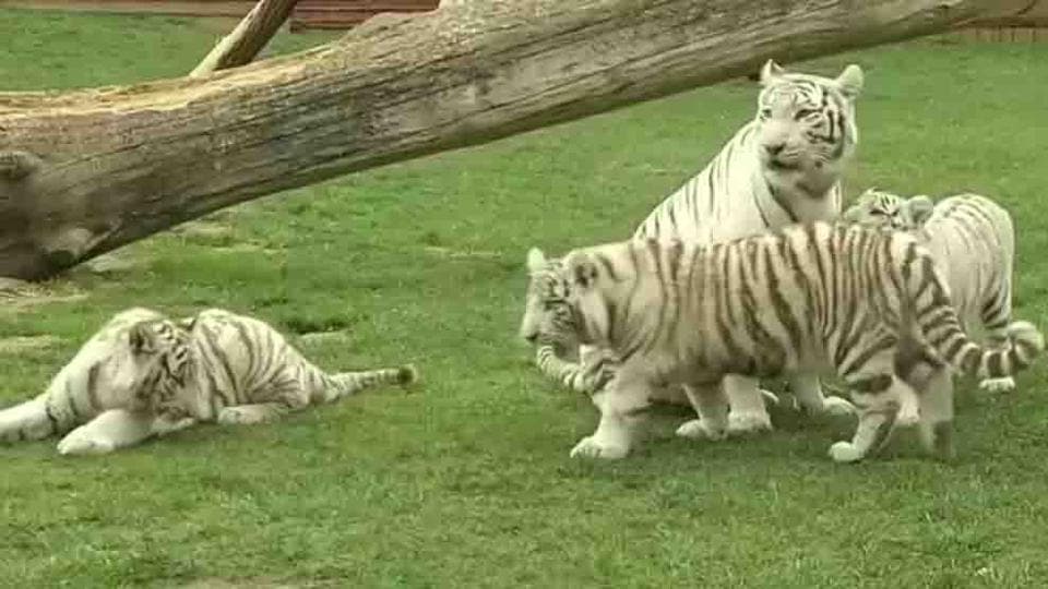 Polish zoo shows off its rare white tiger quadruplets | Hindustan Times