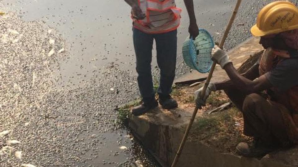 Fish died due to heavy rains and polluted water from outside that has got mixed with the lake waters. (HT Photo)