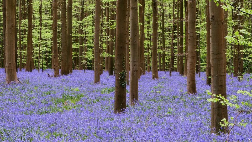 Here’s why you must plan a trip to Belgium: For its ‘fairytale ...