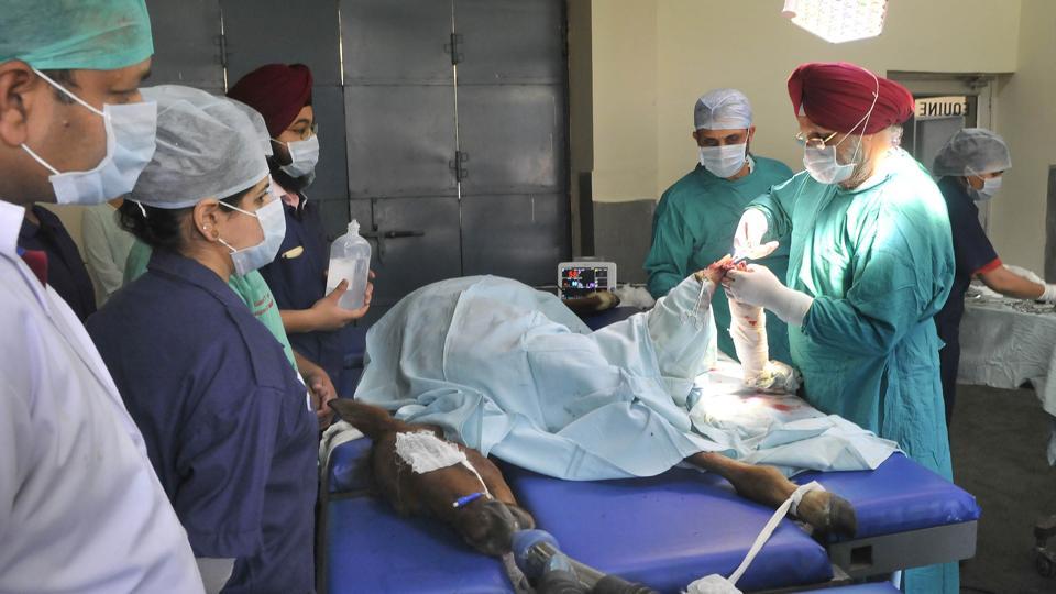 Ludhiana vet varsity’s OT for horses one of its kind in North India