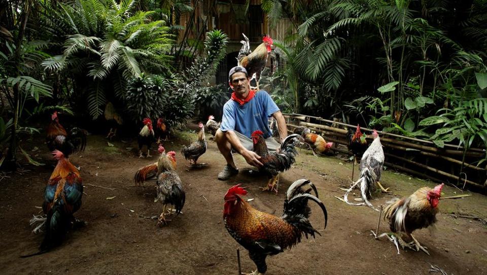 Costa Rica’s famous rooster Paquito! Hindustan Times