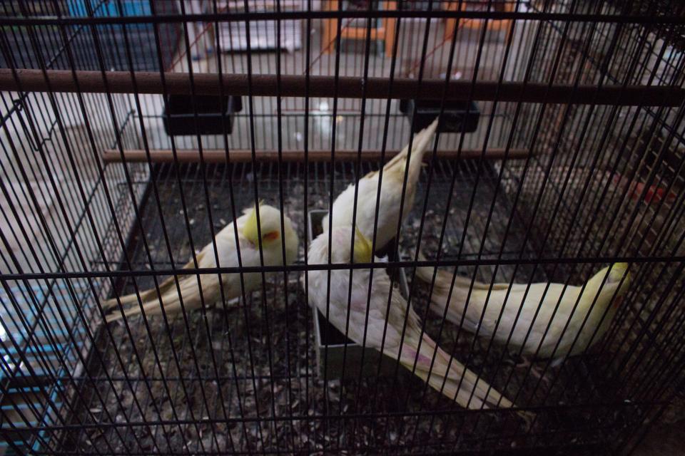 Birds shop in kurla store
