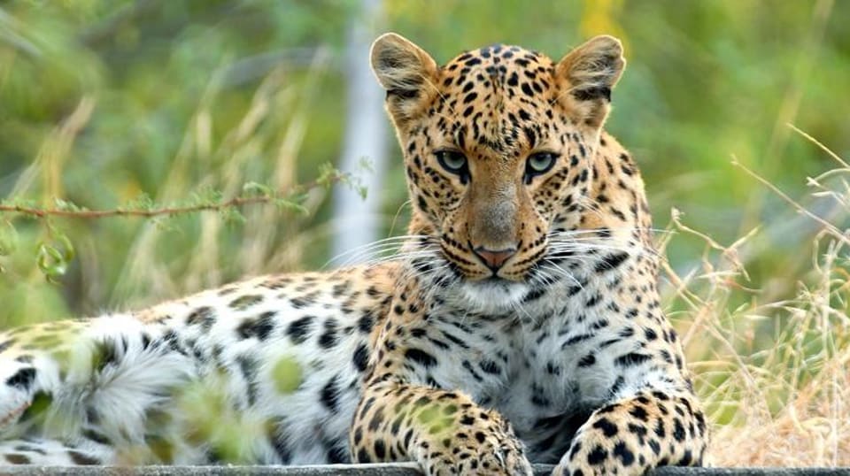 Man-animal conflict in HP: 34 killed, 350 injured by leopards in last  decade | Latest News India - Hindustan Times