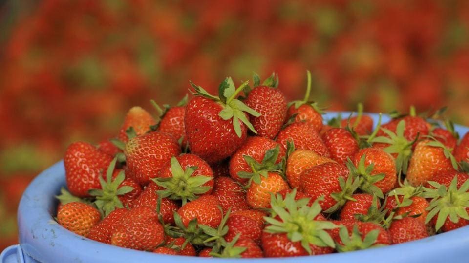 Strawberry fields. Strawberry fields Forever. Pile of Strawberries pictures.