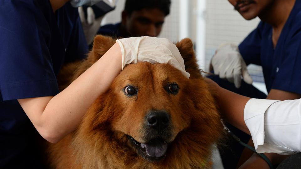 The audit also found most facilities were only open from 9am to 1pm for outpatient (OPD) services, with trained veterinary staff found missing in some facilities. (AFP file photo. Representative image) The audit also found most facilities were only open from 9am to 1pm for outpatient (OPD) services, with trained veterinary staff found missing in some facilities. (AFP file photo. Representative image)