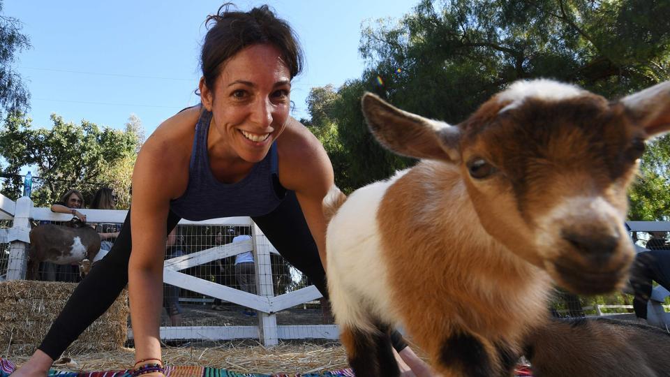 Americans are doing yoga with goats and it's exactly as bizarre as it  sounds