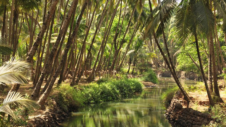 Do you think Goa is only about beaches? The tiny state also has a serene  countryside | Travel - Hindustan Times
