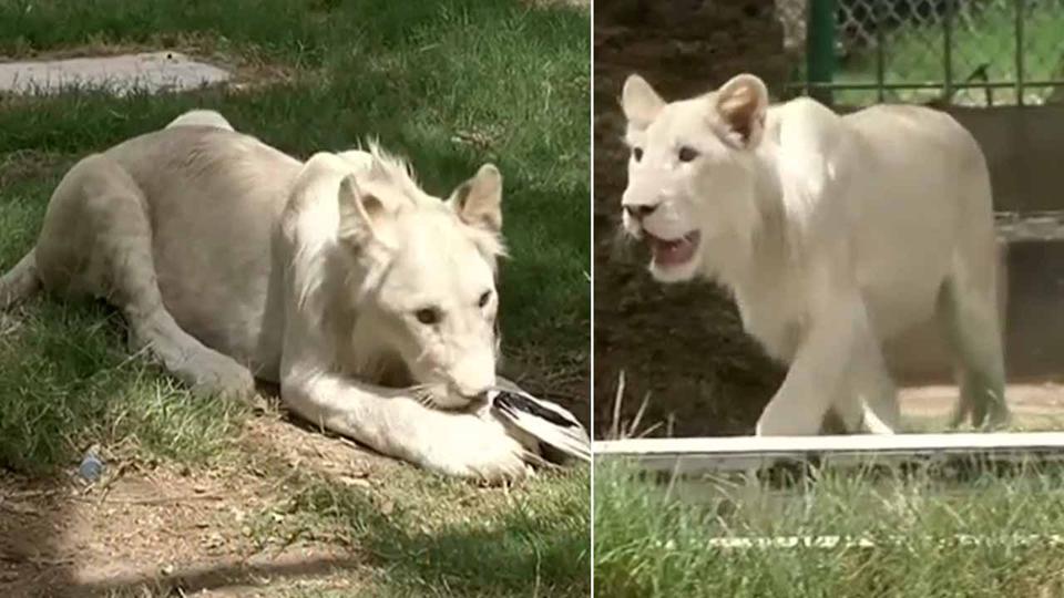 Rare white lion celebrates 1st birthday in Baghdad zoo | Hindustan Times