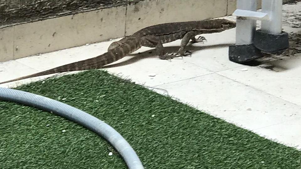 Monitor lizard rescued from DLF4 house in Gurgaon - Hindustan ...