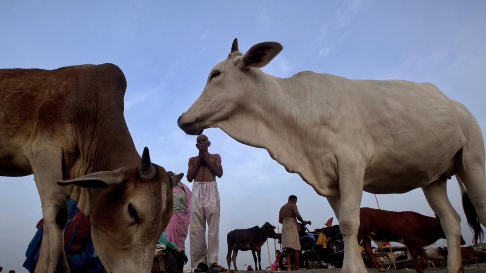 Supreme Court To Hear Cow Slaughter Ban Case Today | Latest News India ...