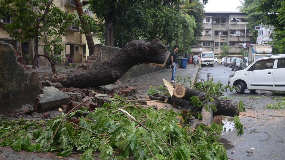 Tree falls kill 3 in Mumbai since June; complaints to BMC almost double ...