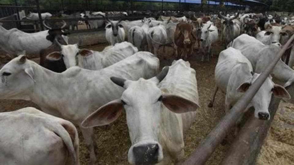 2100 cows reported missing from Jabalpur cow shelter, probe ordered