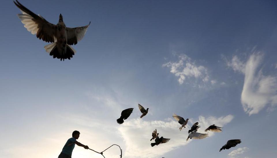 Argentina police shoot down pigeon carrying drugs into prison | World ...