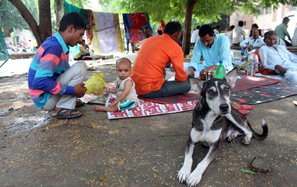 Stray menace dogs Lucknow roads Hindustan Times
