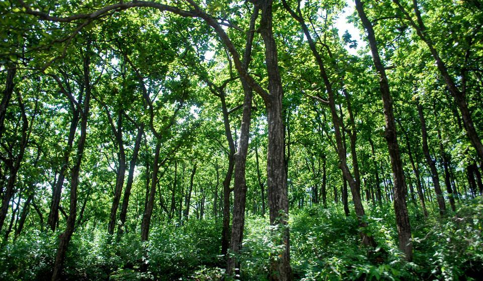 Is Forest Cover Increasing Or Decreasing In India