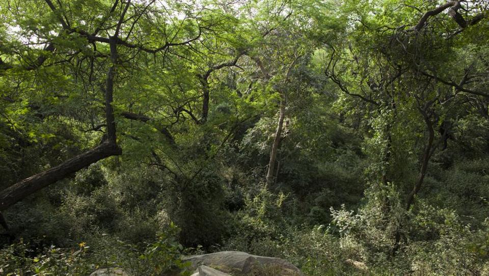 Saving Aravallis: Delhi’s green lung facing desertification, Ridge ...