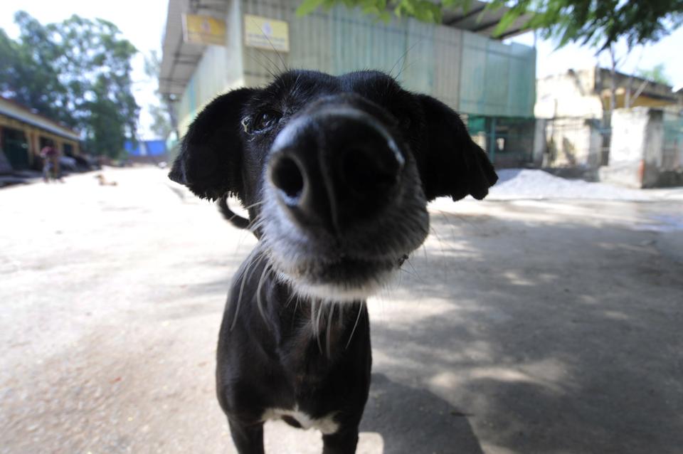Noida Everyone prefers a Lab no takers for desi dogs Hindustan