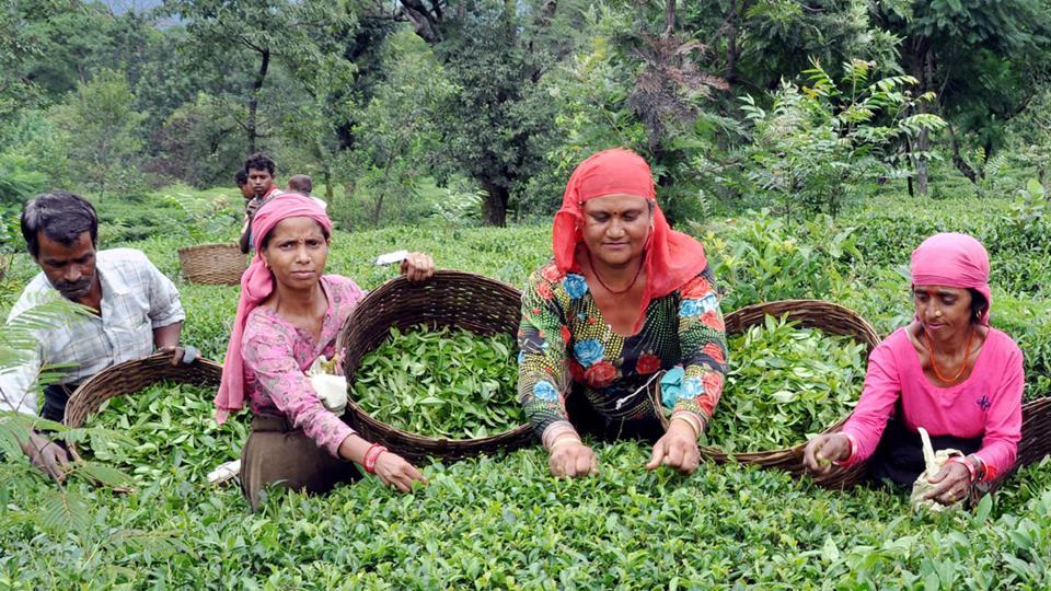 Kangra’s cup of tea is losing its aroma Latest News India Hindustan