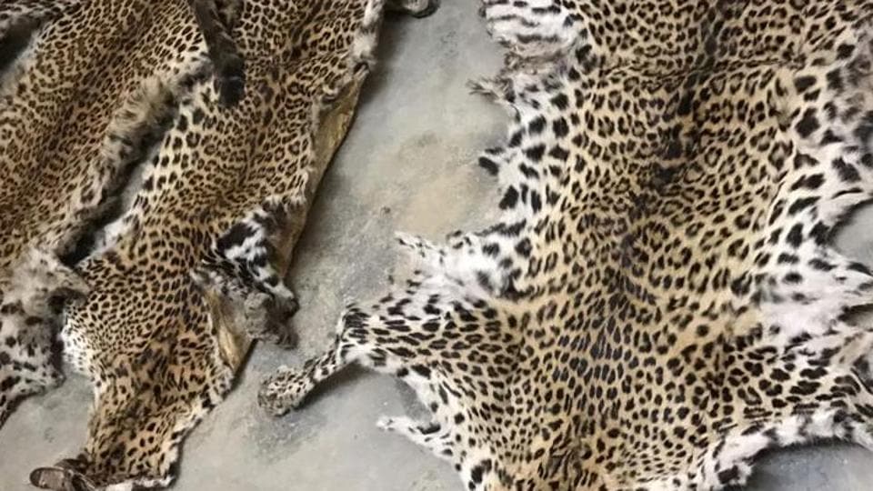Why illegal wildlife trade flourishes in India - Hindustan Times Why illegal wildlife trade flourishes in India - Hindustan Times