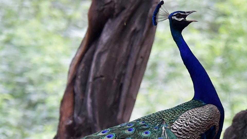 Peafowl deaths reported from West Bengal - Articles