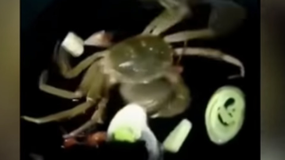 Watch Stomachchurning video of a crab eating ingredients while being