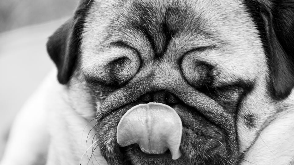 Anger management The reason why dogs love licking your face