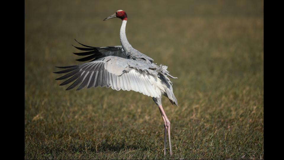 Photos: Beautiful Migratory Birds Flock At The Dhanauri Wetland 